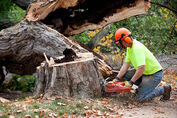 Best Tree Maintenance Programs  in Avon, IN